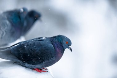 Güvercinler ve güvercinler karda oturuyor.