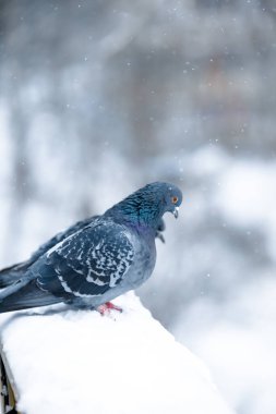 Güvercinler ve güvercinler karda oturuyor.