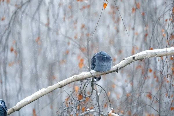 Piccioni Colombe Seduti Nella Neve — Foto Stock