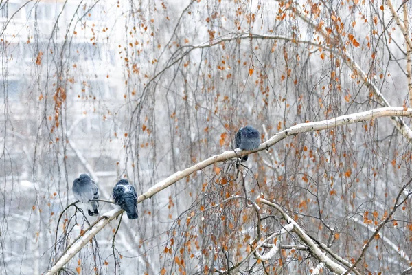 Palomas Palomas Sentadas Nieve — Foto de Stock