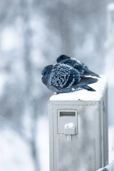 Pombos Pombas Sentados Neve — Fotografia de Stock