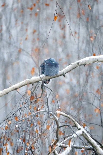 Palomas Palomas Sentadas Nieve — Foto de Stock