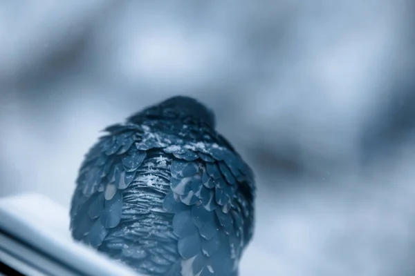 Gołębie Gołębie Siedzące Śniegu — Zdjęcie stockowe