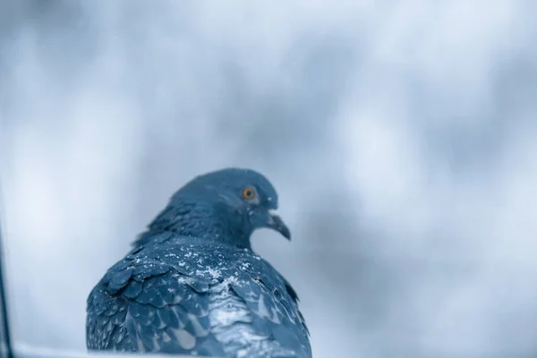 Tauben Und Tauben Schnee — Stockfoto