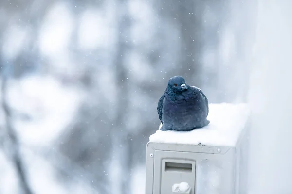 Piccioni Colombe Seduti Nella Neve — Foto Stock