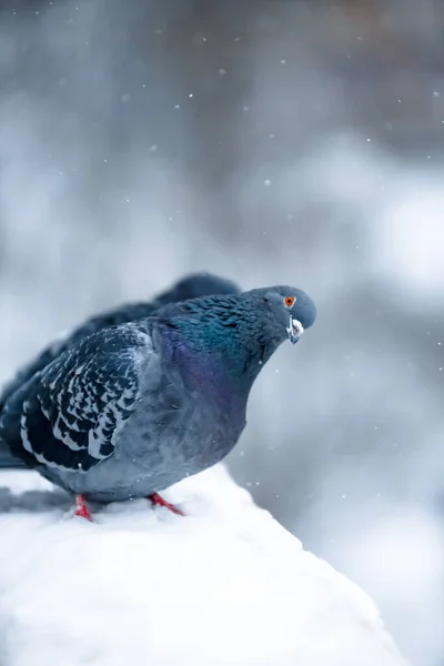 Pombos Pombas Sentados Neve — Fotografia de Stock