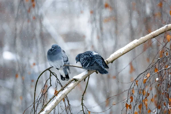 Pombos Pombas Sentados Neve — Fotografia de Stock