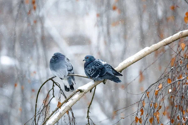 Piccioni Colombe Seduti Nella Neve — Foto Stock