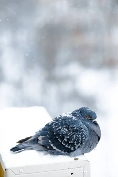 Piccioni Colombe Seduti Nella Neve — Foto Stock