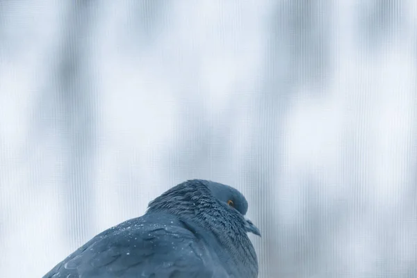 Pigeons Colombes Assis Dans Neige — Photo