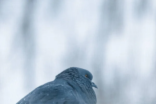 Pombos Pombas Sentados Neve — Fotografia de Stock