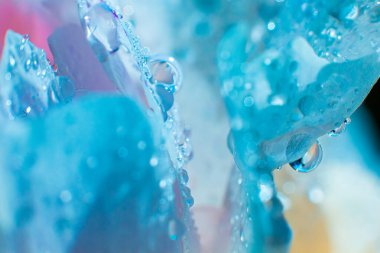 Su damlalı güzel, açık mor bir çiçek. Damlacıklı, yemyeşil şakayık yapraklarının yakın çekimi. Su damlalarında Daisy renkleri kırılıyor. Soyut arkaplanda su damlaları olan şakayık yaprakları.