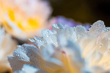 Su damlalı güzel, açık mor bir çiçek. Damlacıklı, yemyeşil şakayık yapraklarının yakın çekimi. Su damlalarında Daisy renkleri kırılıyor. Soyut arkaplanda su damlaları olan şakayık yaprakları.