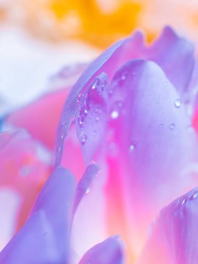 Su damlalı güzel, açık mor bir çiçek. Damlacıklı, yemyeşil şakayık yapraklarının yakın çekimi. Su damlalarında Daisy renkleri kırılıyor. Soyut arkaplanda su damlaları olan şakayık yaprakları.