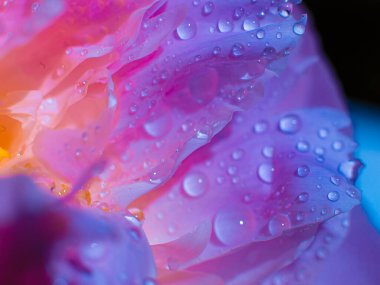 Su damlalı güzel, açık mor bir çiçek. Damlacıklı, yemyeşil şakayık yapraklarının yakın çekimi. Su damlalarında Daisy renkleri kırılıyor. Soyut arkaplanda su damlaları olan şakayık yaprakları.