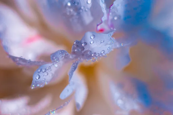 Прекрасна Світло Фіолетова Квітка Краплями Води Крупним Планом Пишні Пелюстки — стокове фото