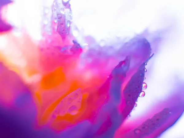 Hermosa Flor Púrpura Claro Con Gotas Agua Primer Plano Exuberantes —  Fotos de Stock