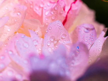 Su damlalı güzel, açık mor bir çiçek. Damlacıklı, yemyeşil şakayık yapraklarının yakın çekimi. Su damlalarında Daisy renkleri kırılıyor. Soyut arkaplanda su damlaları olan şakayık yaprakları.