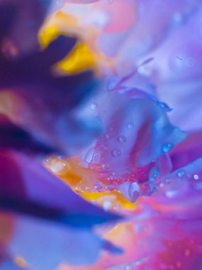 Su damlalı güzel, açık mor bir çiçek. Damlacıklı, yemyeşil şakayık yapraklarının yakın çekimi. Su damlalarında Daisy renkleri kırılıyor. Soyut arkaplanda su damlaları olan şakayık yaprakları.