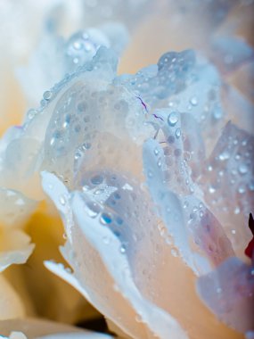 Su damlalı güzel, açık mor bir çiçek. Damlacıklı, yemyeşil şakayık yapraklarının yakın çekimi. Su damlalarında Daisy renkleri kırılıyor. Soyut arkaplanda su damlaları olan şakayık yaprakları.