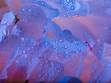 Su damlalı güzel, açık mor bir çiçek. Damlacıklı, yemyeşil şakayık yapraklarının yakın çekimi. Su damlalarında Daisy renkleri kırılıyor. Soyut arkaplanda su damlaları olan şakayık yaprakları.