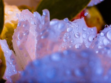 Su damlalı güzel, açık mor bir çiçek. Damlacıklı, yemyeşil şakayık yapraklarının yakın çekimi. Su damlalarında Daisy renkleri kırılıyor. Soyut arkaplanda su damlaları olan şakayık yaprakları.