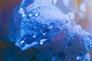 Su damlalı güzel, açık mor bir çiçek. Damlacıklı, yemyeşil şakayık yapraklarının yakın çekimi. Su damlalarında Daisy renkleri kırılıyor. Soyut arkaplanda su damlaları olan şakayık yaprakları.