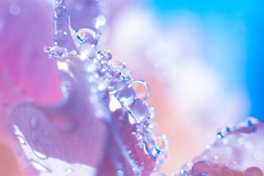 Su damlalı güzel, açık mor bir çiçek. Damlacıklı, yemyeşil şakayık yapraklarının yakın çekimi. Su damlalarında Daisy renkleri kırılıyor. Soyut arkaplanda su damlaları olan şakayık yaprakları.