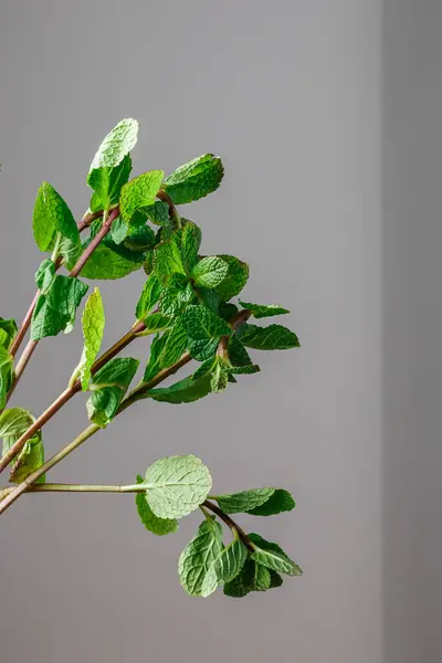 Menta Fresca Isolada Sobre Fundo Branco Verde Galho Folhas Hortelã — Fotografia de Stock