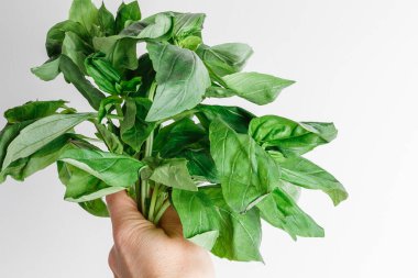 Taze organik fesleğen yaprakları, yakın plan, beyaz arka planda izole edilmiş. Tatlı fesleğen