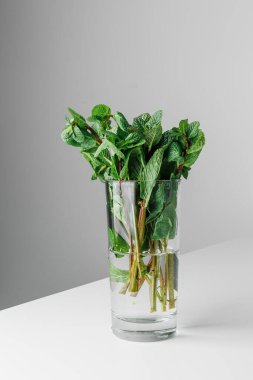 Beyaz ve yeşil arka planda izole edilmiş taze nane. Nane yaprağı dalı