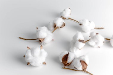 Beyaz arka planda pamuk dalı. Narin beyaz pamuk çiçekleri. Hafif pamuklu arka plan, düz yatış. Pastel gri arka planda pamuk çiçekleri. Üst görünüm, alanı kopyala.