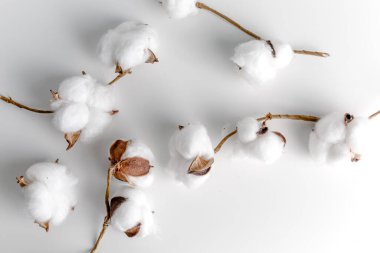 Beyaz arka planda pamuk dalı. Narin beyaz pamuk çiçekleri. Hafif pamuklu arka plan, düz yatış. Pastel gri arka planda pamuk çiçekleri. Üst görünüm, alanı kopyala.