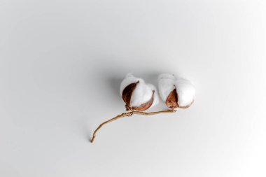 Beyaz arka planda pamuk dalı. Narin beyaz pamuk çiçekleri. Hafif pamuklu arka plan, düz yatış. Pastel gri arka planda pamuk çiçekleri. Üst görünüm, alanı kopyala.