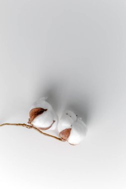 Beyaz arka planda pamuk dalı. Narin beyaz pamuk çiçekleri. Hafif pamuklu arka plan, düz yatış. Pastel gri arka planda pamuk çiçekleri. Üst görünüm, alanı kopyala.