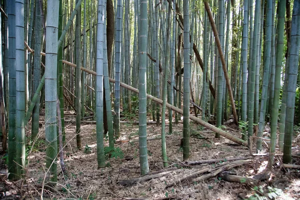 Japoński Las Bambusowy Niedaleko Tokio Japonia — Zdjęcie stockowe