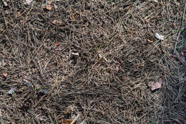 Kozalaklı ormanda doğal bir arka plan. Kurumuş çam iğneleri zemini kapladı. Düşmüş ladin tabakasının rengi ve dokusu..