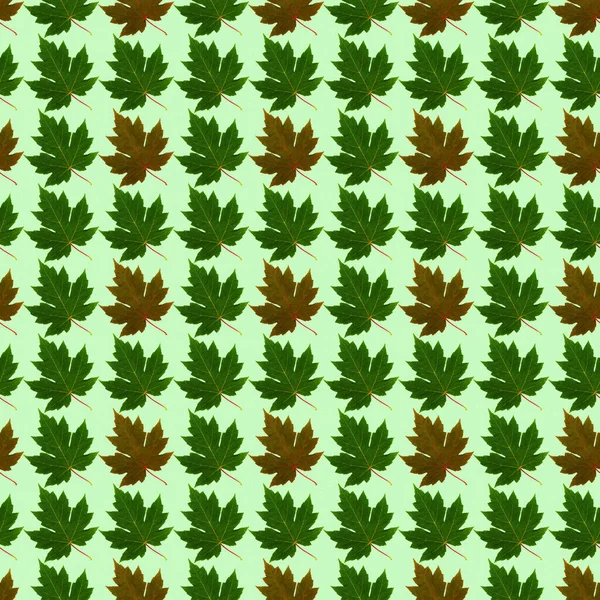 Nahtloses Muster Mit Farbigen Blättern Auf Hellgrünem Hintergrund Das Auf — Stockfoto