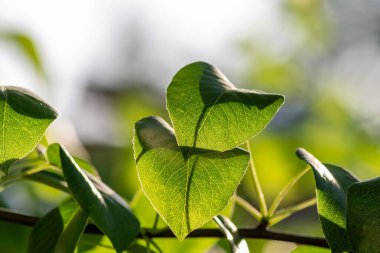 Yeşil armut yapraklı dallar. Seçici odak.