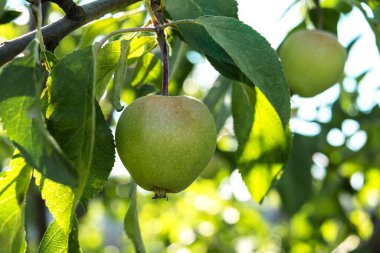 Bir dalda organik yeşil elma. Arka plan bulanık. Yakın plan..