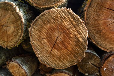 Testereyle kesilen bir ağacın yıllık halkaları. Yığınlanmış kütükler. Yakın plan. Testereyle kesilmiş doku ile arkaplan.