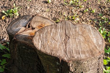 Güneşli bir bahçede iki kütük. Yakın plan. Doku, arkaplan.
