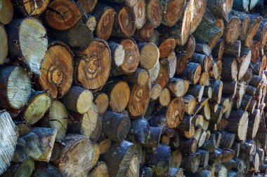 Yığınlanmış kütükler. Yakın plan. Testereyle kesilmiş doku ile arkaplan