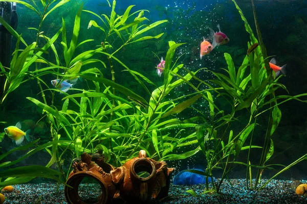 Mundo Submarino Acuario Con Peces Decorativos —  Fotos de Stock