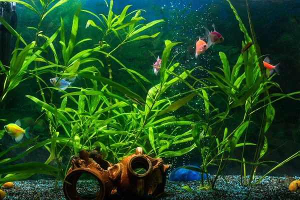 Undervattensvärlden Ett Akvarium Med Dekorativ Fisk Royaltyfria Stockbilder