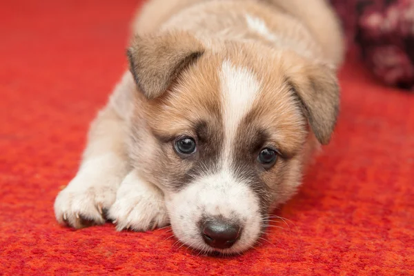 Filhote de cachorro no tapete vermelho — Fotografia de Stock