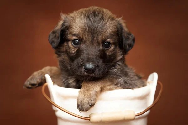 Filhote de cachorro em pequeno balde — Fotografia de Stock