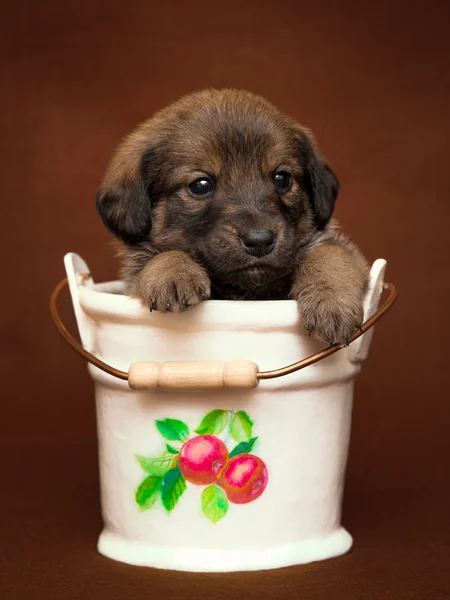 Küçük kova içinde köpek yavrusu