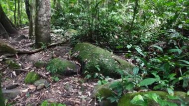 Güneydoğu Asya 'da Yeşil Yağmur Ormanı ve Asyalı Tropikal Ormanlar
