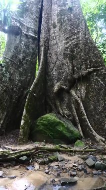Orman Parkı 'nın Güzel Parkı' nda Büyük Köklü Ağaç Gövdesi